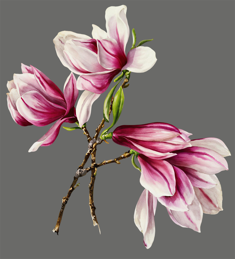 Magnolian Vibe Organic Hoodie